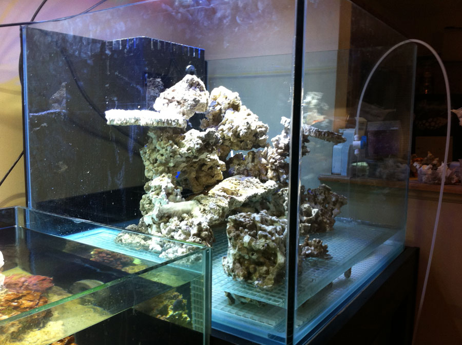 Rockwork 03 - 100 cube and 65 frag tank setup