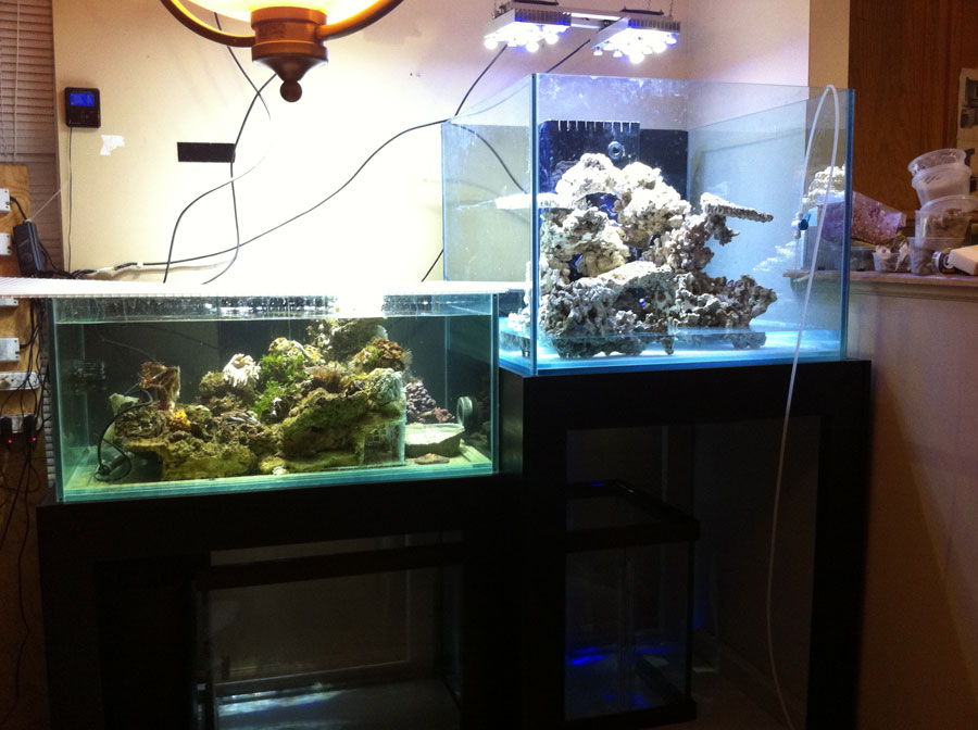 Setup 01 - 100 cube and 65 frag tank setup