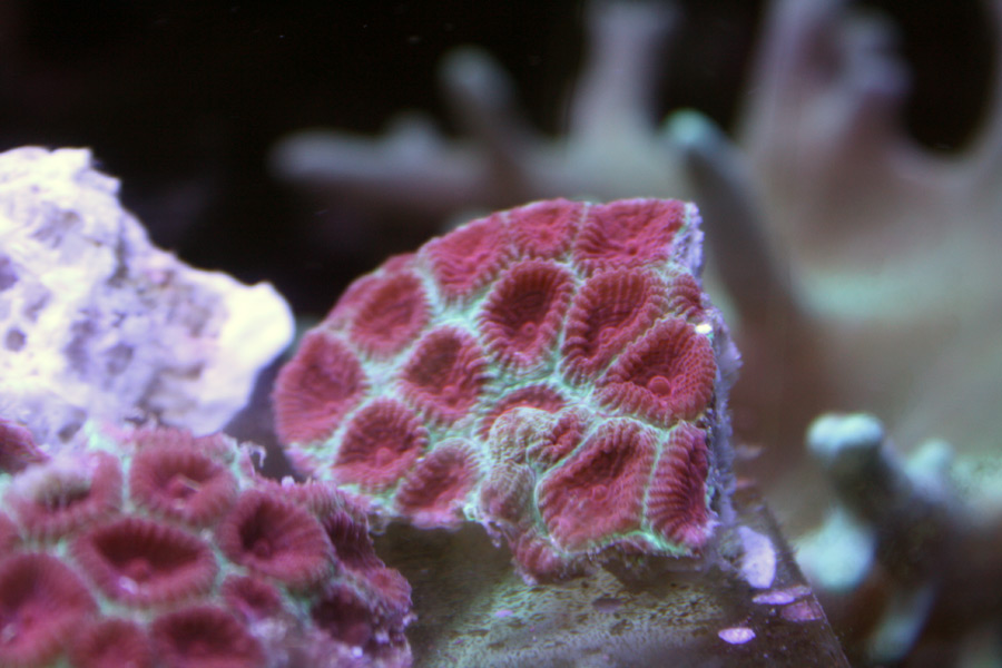 Red Green Favia 01 - A2 Reefers 3rd annual Frag Swap!!! What are you Bringing???