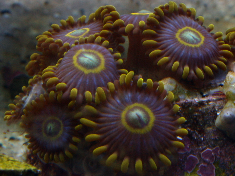 Blue Hornets - Best Placement for Zoanthids