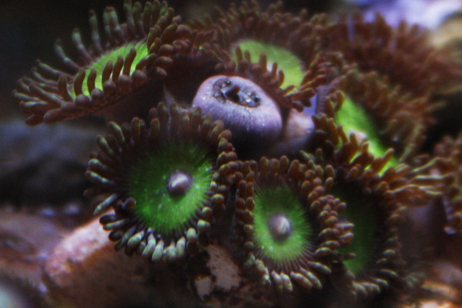 Incredible Hulk Palys 01 - A2 Reefers 3rd annual Frag Swap!!! What are you Bringing???