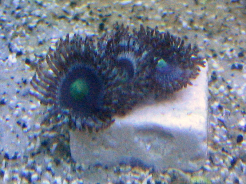 Best Placement for Zoanthids Page 6