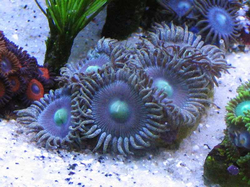 Best Placement for Zoanthids Page 6