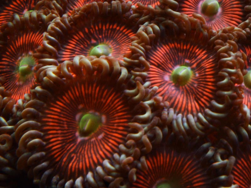 Toxic Revenge - U-Pick Giveaway - sponsored by Zoa Collector