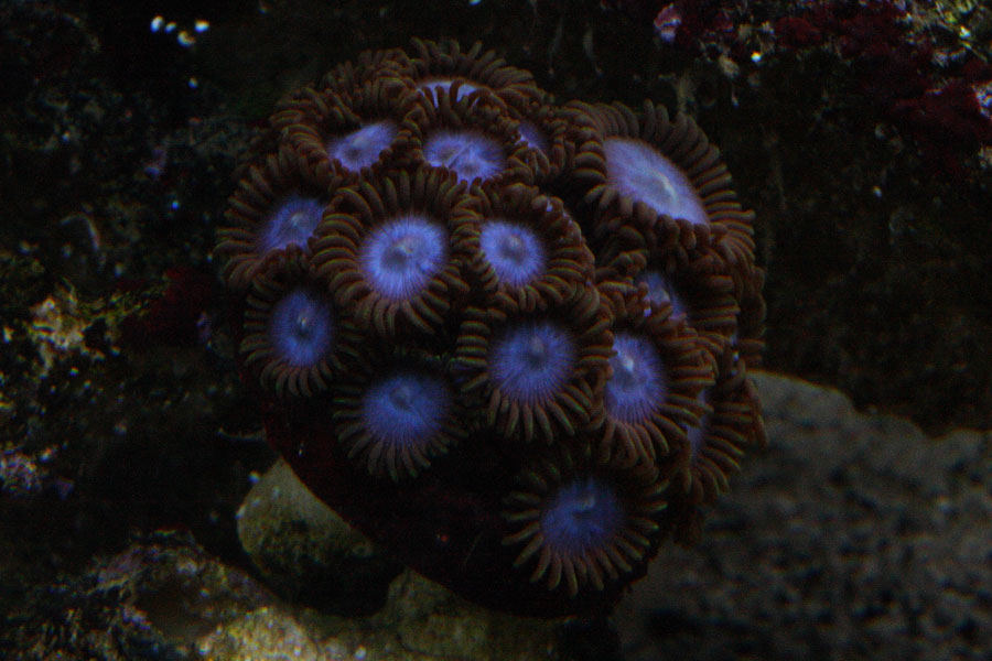 Tubbs Blue 02 - A2 Reefers 3rd annual Frag Swap!!! What are you Bringing???